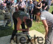 Plaine du Mont des Cats - Transhumance 2018