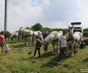 Plaine du Mont des Cats - Transhumance 2018
