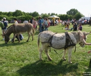 Plaine du Mont des Cats - Transhumance 2018