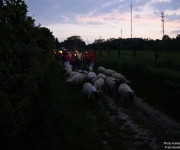 Descente aux flambeaux - Transhumance 2018