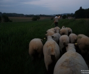 Descente aux flambeaux - Transhumance 2018