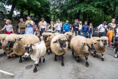 2019-06-transhumance26