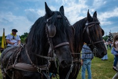2019-06-transhumance29