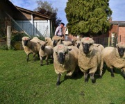 Berthen transhumance