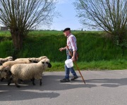 Berthen transhumance
