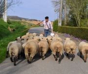 Berthen transhumance