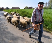 Berthen transhumance