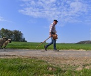Berthen transhumance