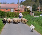 Berthen transhumance