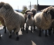 Berthen transhumance
