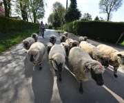 Berthen transhumance