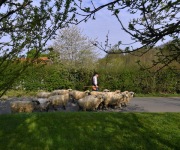Berthen transhumance