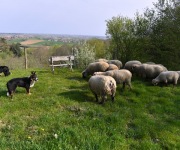 Berthen transhumance