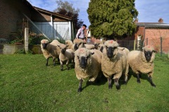 Berthen transhumance