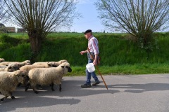 Berthen transhumance