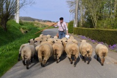 Berthen transhumance