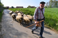 Berthen transhumance