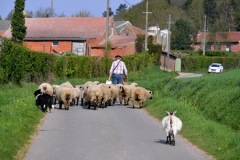 Berthen transhumance