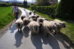 Berthen transhumance