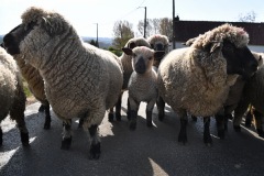 Berthen transhumance