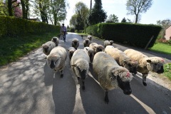 Berthen transhumance