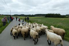 2022-05-transhumance16